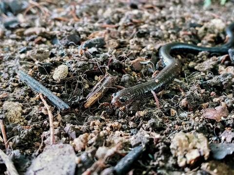 Image of Cienega Colorado Worm Salamander