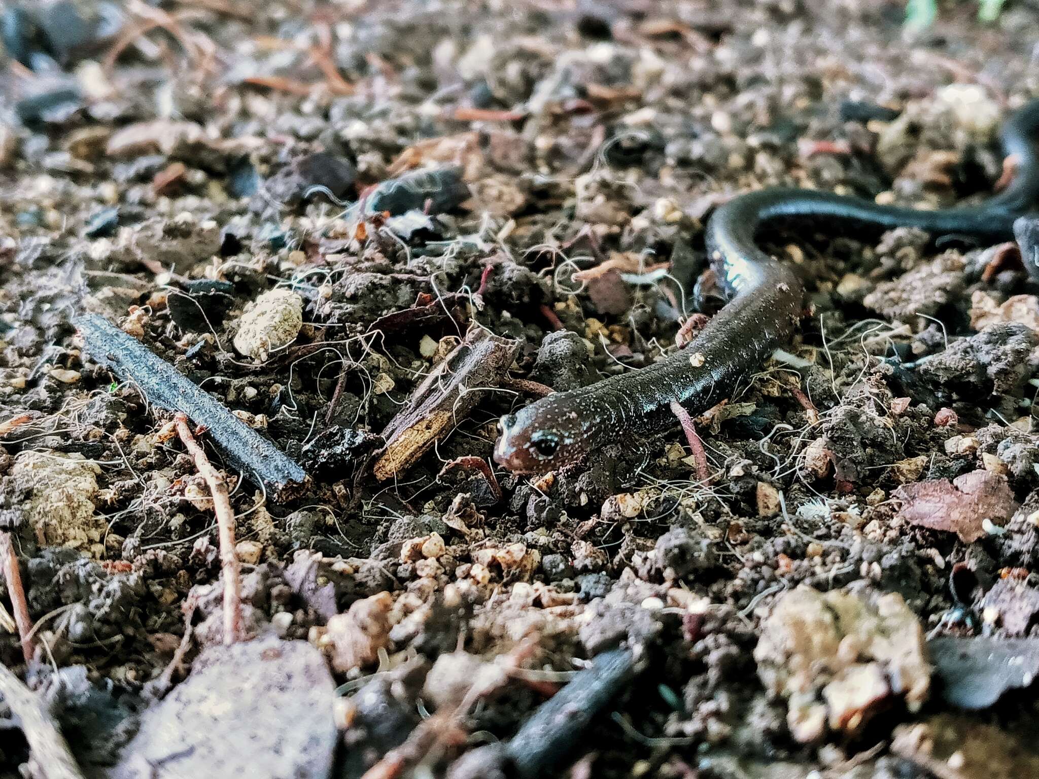 Image of Cienega Colorado Worm Salamander