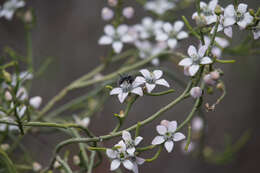 Image of Philotheca brucei (F. Müll.) Paul G. Wilson