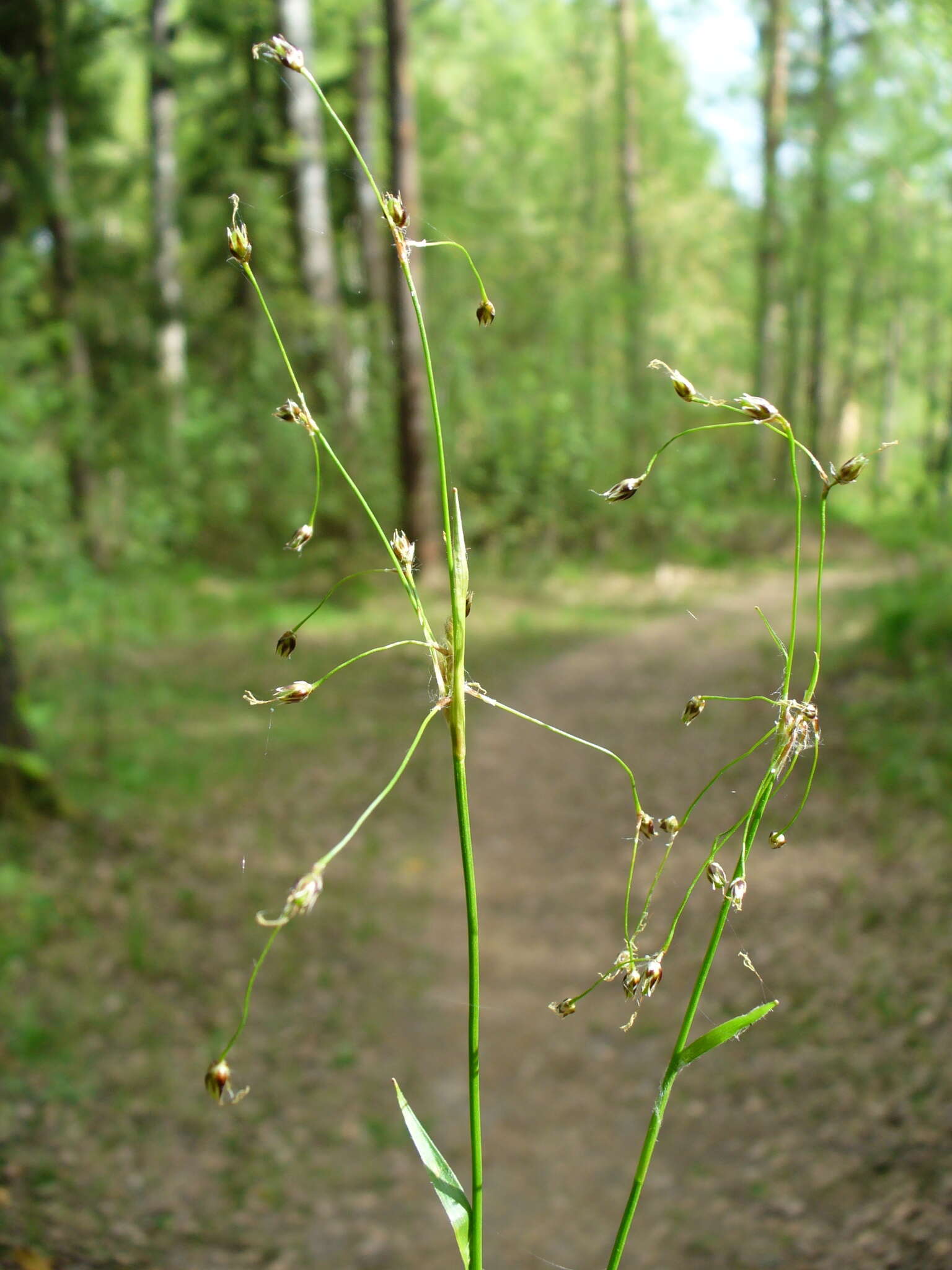 Imagem de Luzula pilosa (L.) Willd.