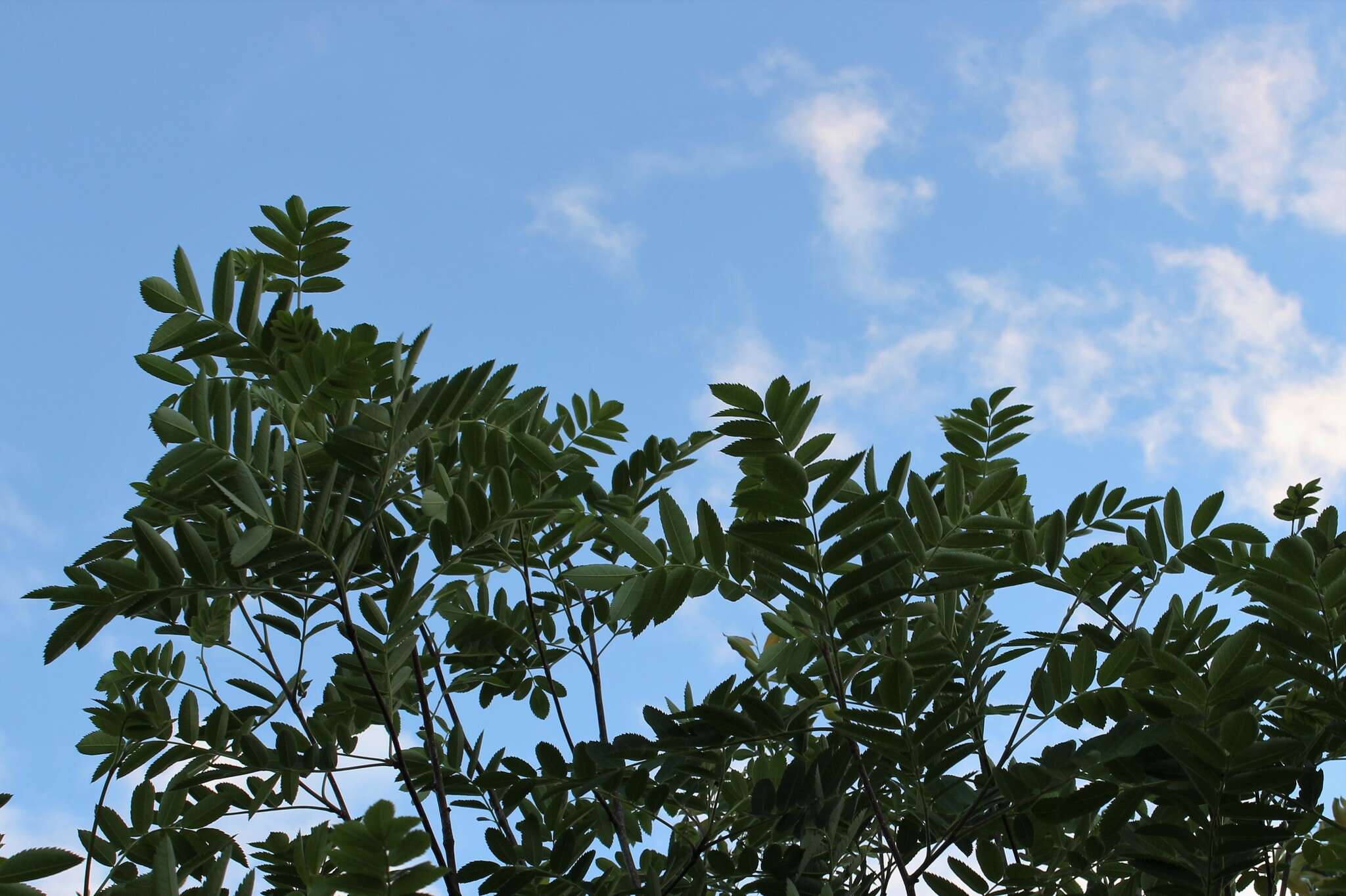 Image de Sorbus decora (Sarg.) Schneid.