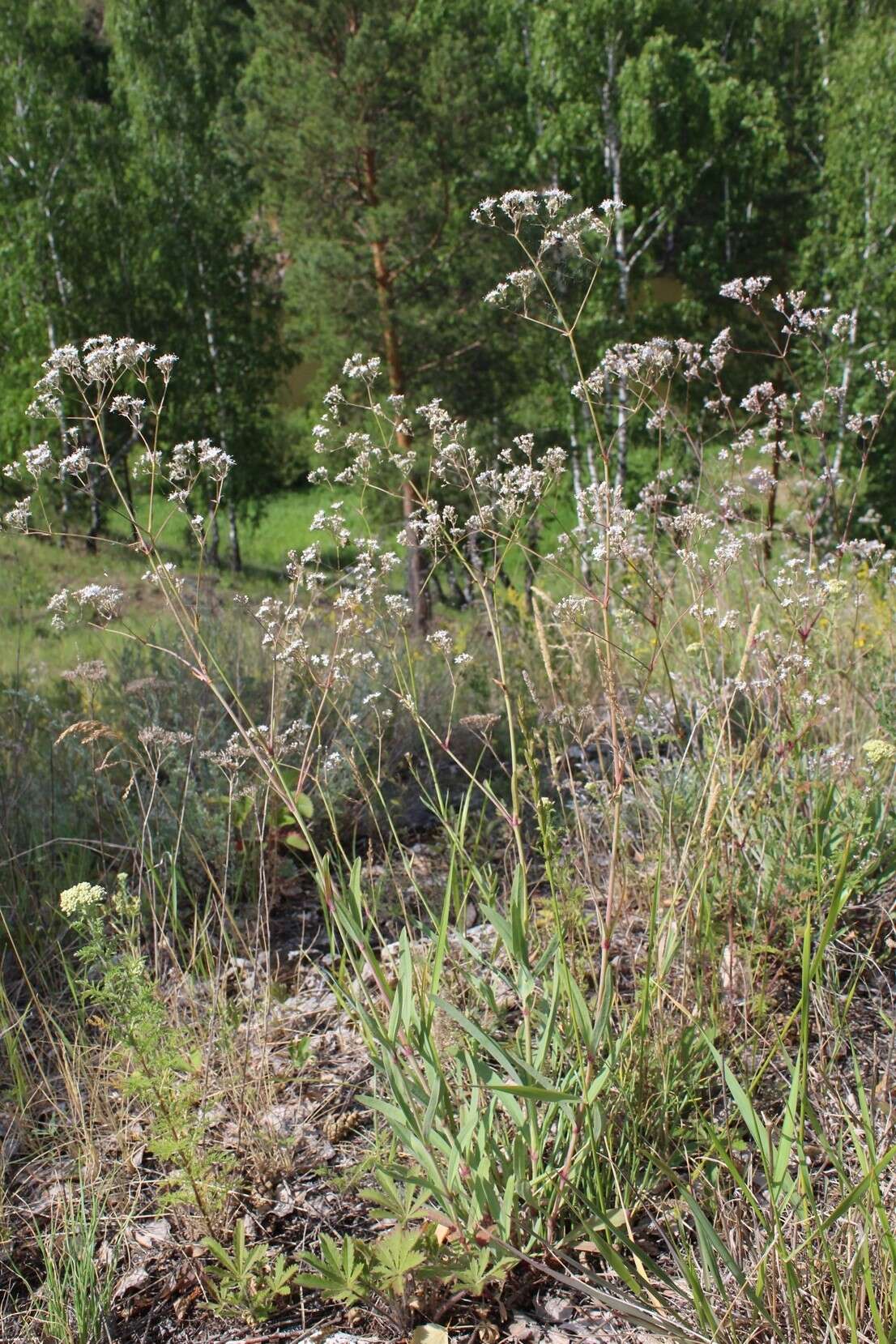 Image of Gypsophila altissima L.