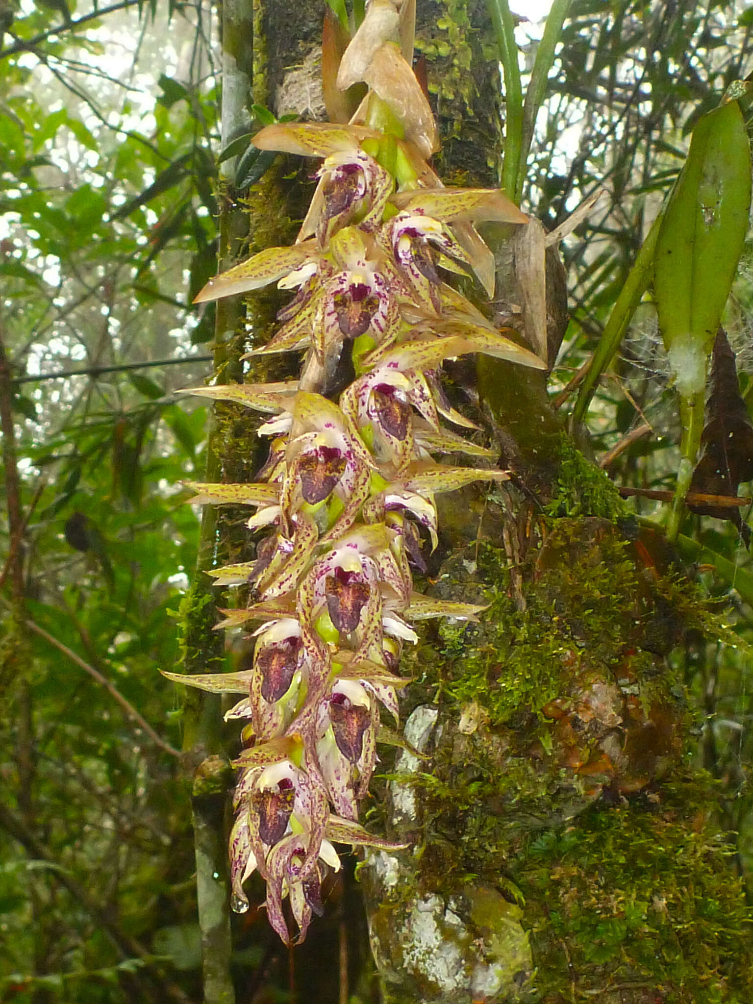 Image of Bulbophyllum occlusum Ridl.