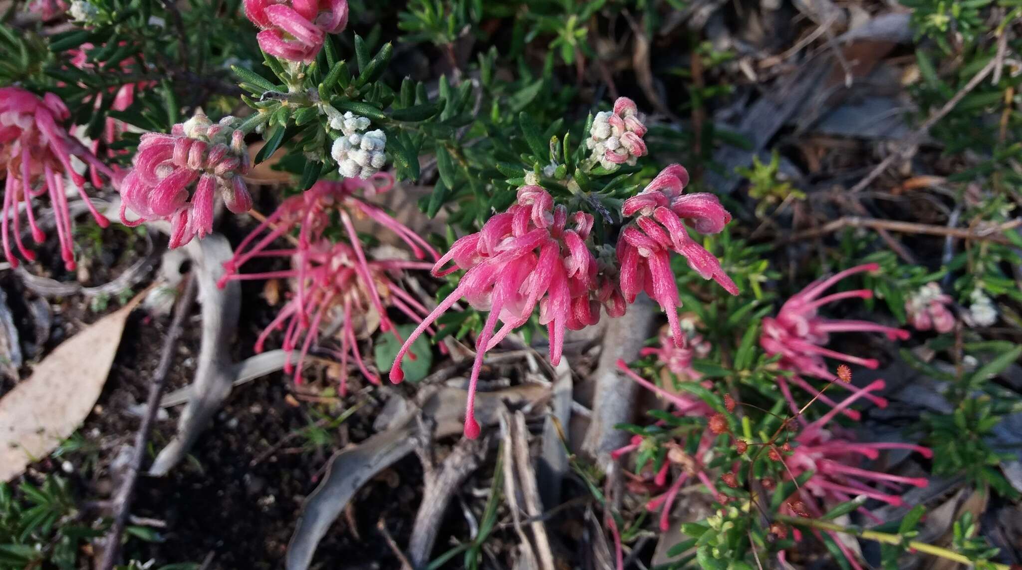 Image of Grevillea lavandulacea Schltdl.