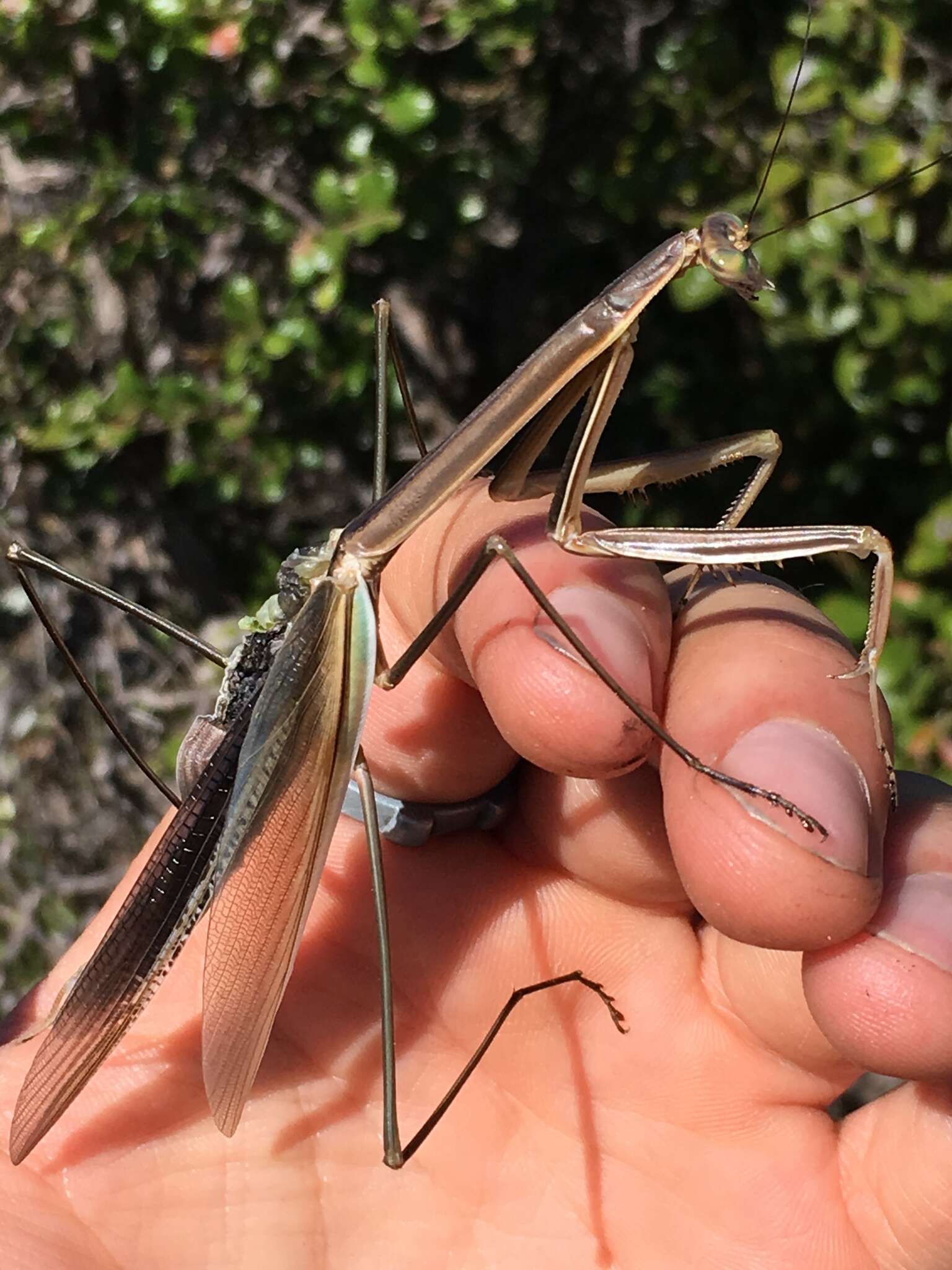 Image of Tenodera superstitiosa Fabricius 1781