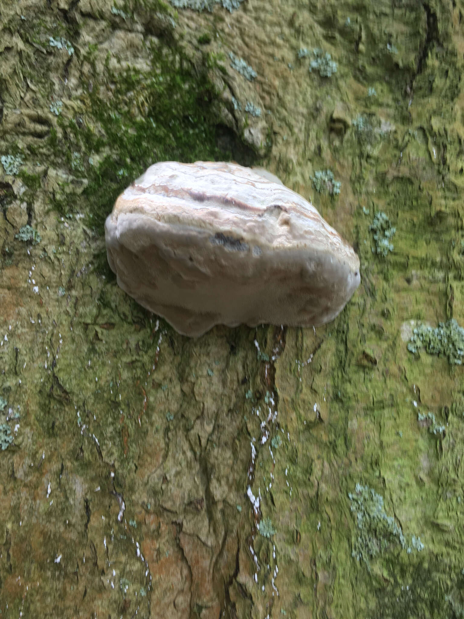 Image de Fomes fomentarius (L.) Fr.