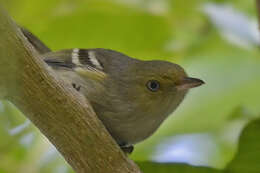 Image of Jamaican Vireo