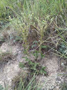 Слика од Potentilla astracanica Jacq.