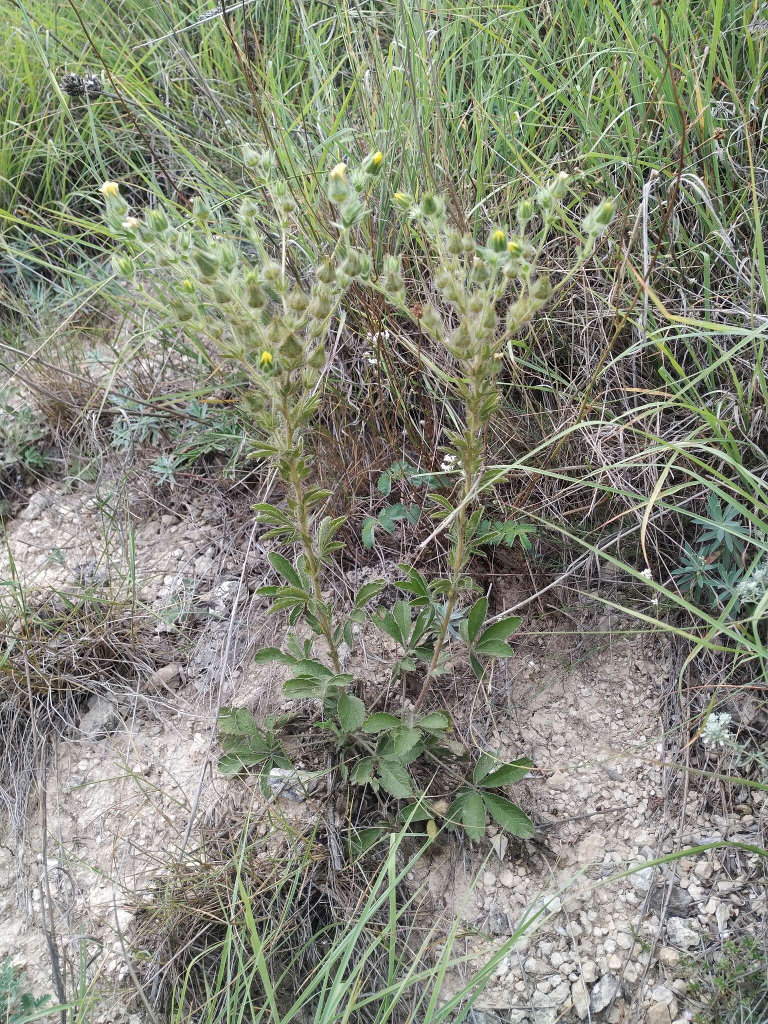 Слика од Potentilla astracanica subsp. callieri (Th. Wolf) J. Soják