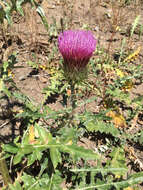 Imagem de Cirsium andersonii (A. Gray) Petr.