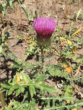 Image of rose thistle