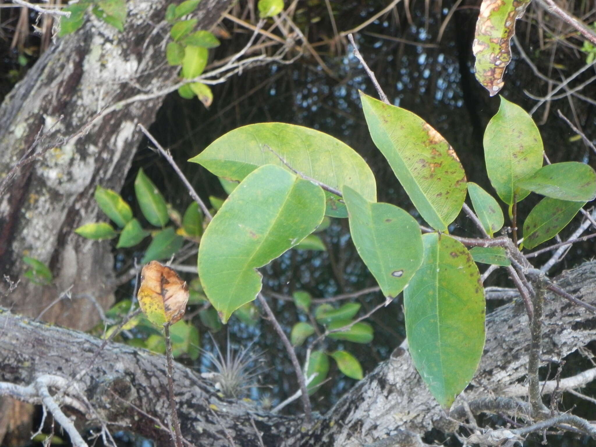 Слика од Annona glabra L.