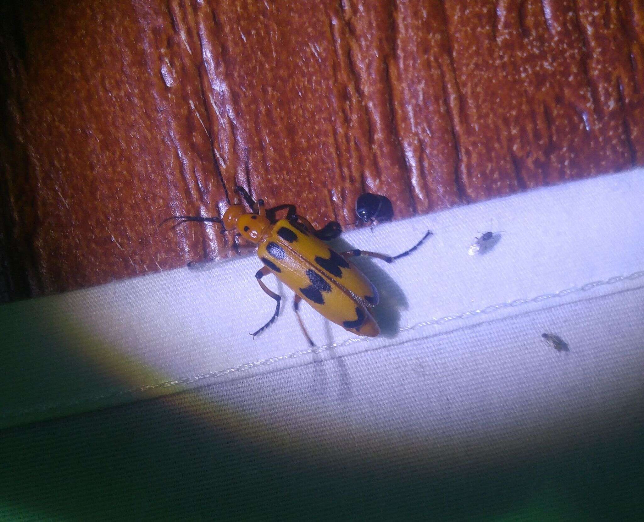 Image of Pyrota fasciata Selander 1963