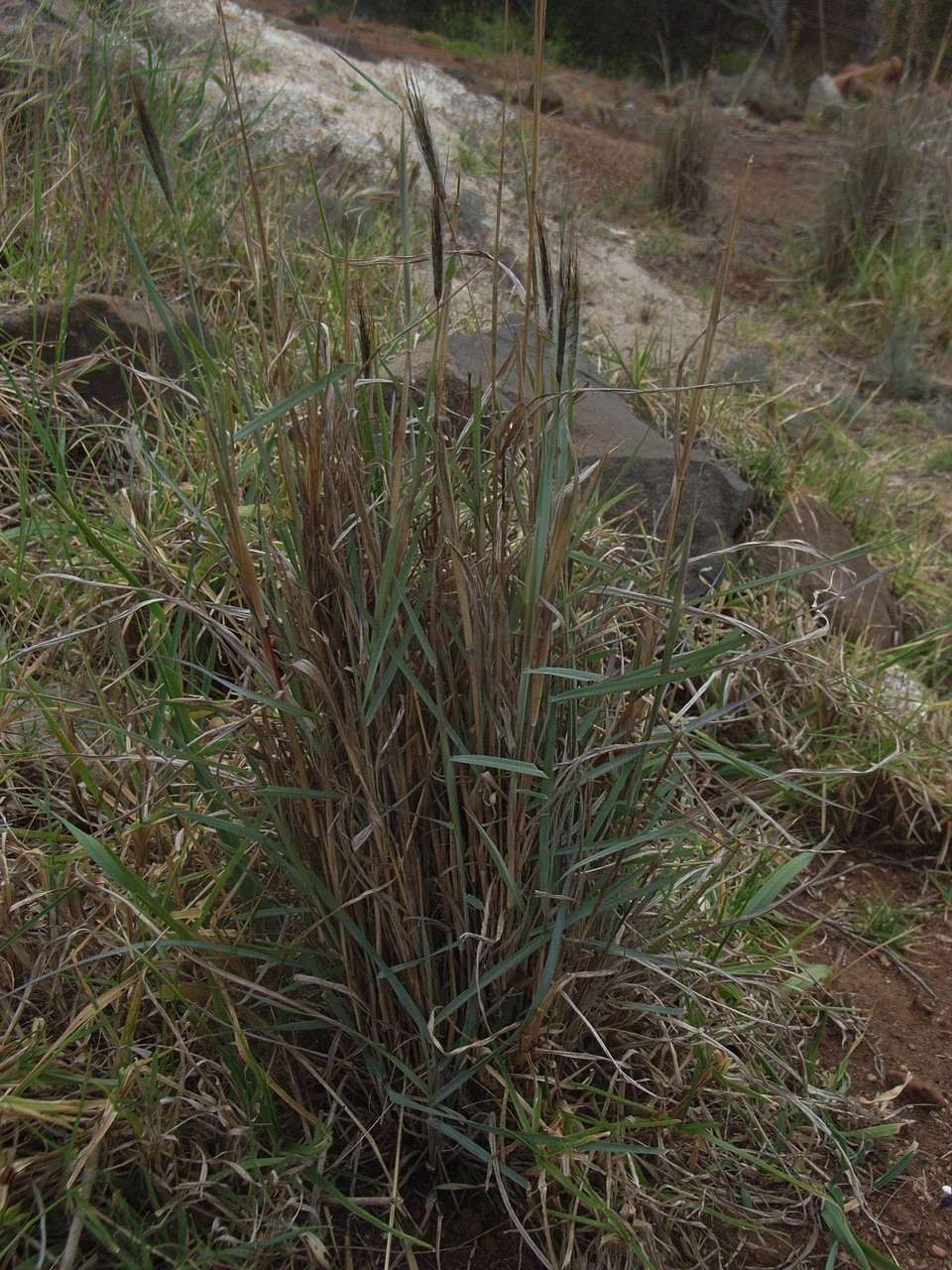 Image de Dichanthium sericeum subsp. sericeum