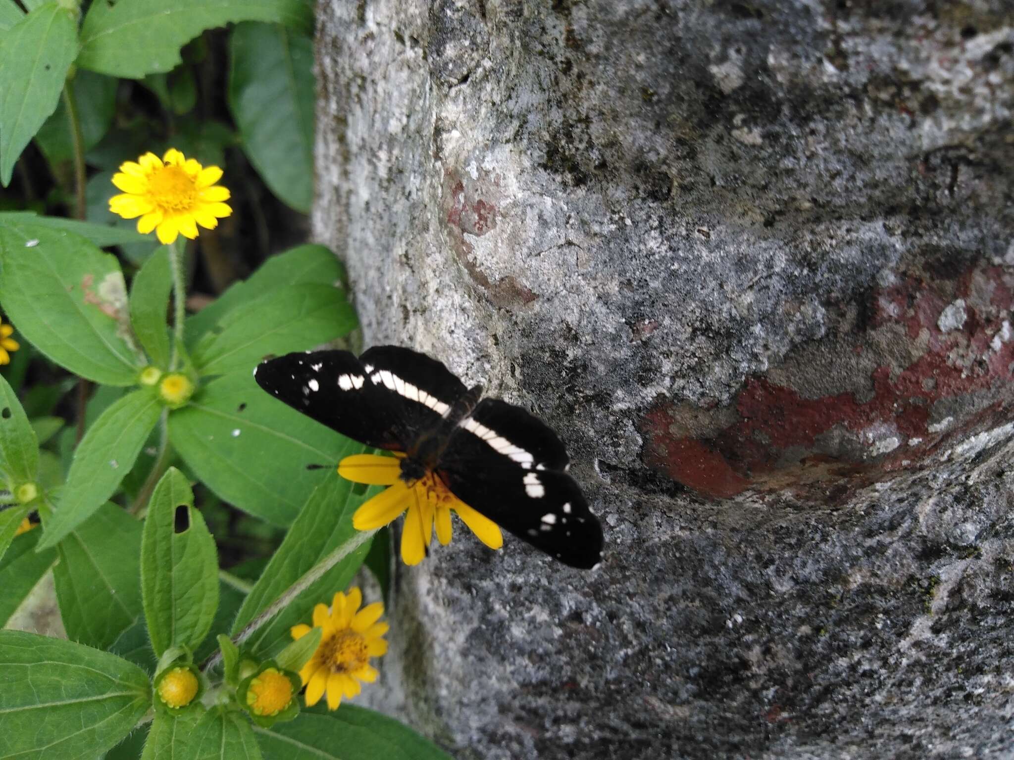 Image of Castilia griseobasalis Röber 1914