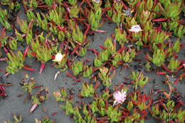 Image of Carpobrotus N. E. Br.