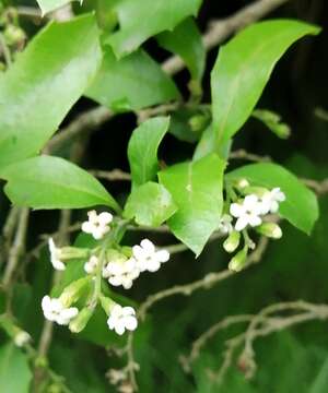 Image of Citharexylum ilicifolium Kunth