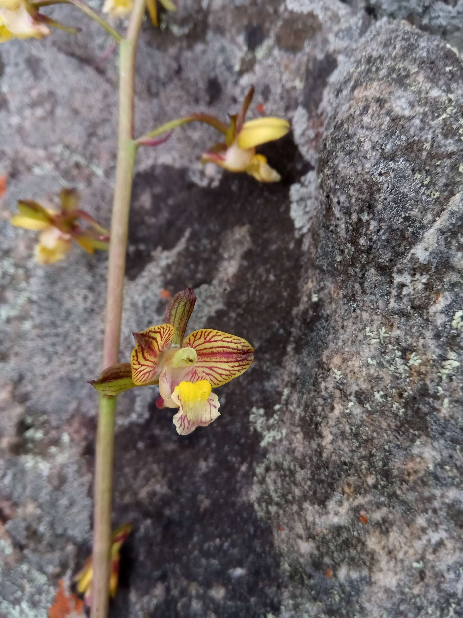 Eulophia reticulata Ridl.的圖片