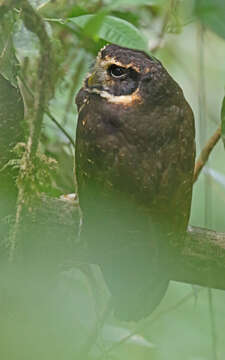 Image of Band-bellied Owl