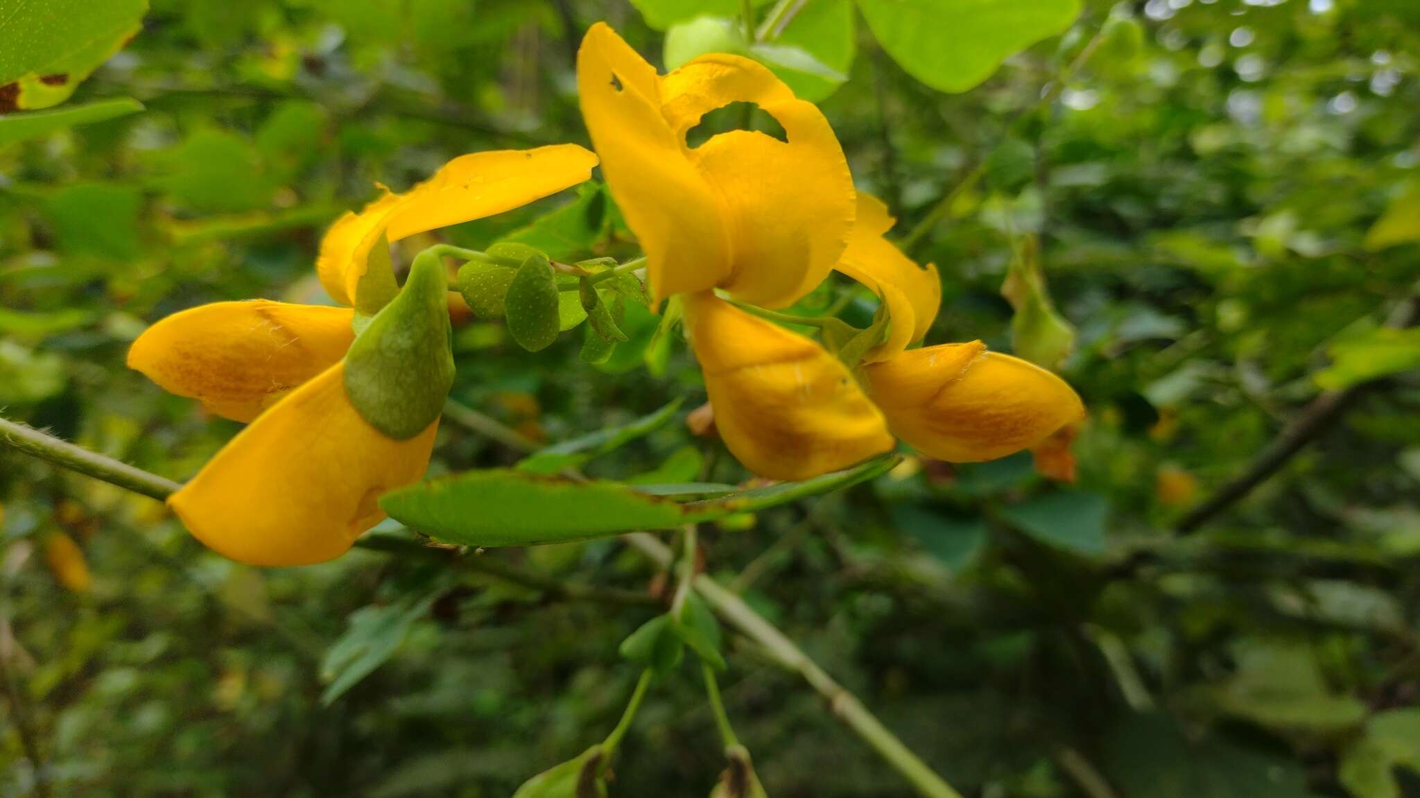 Plancia ëd Diphysa americana (Mill.) M. Sousa