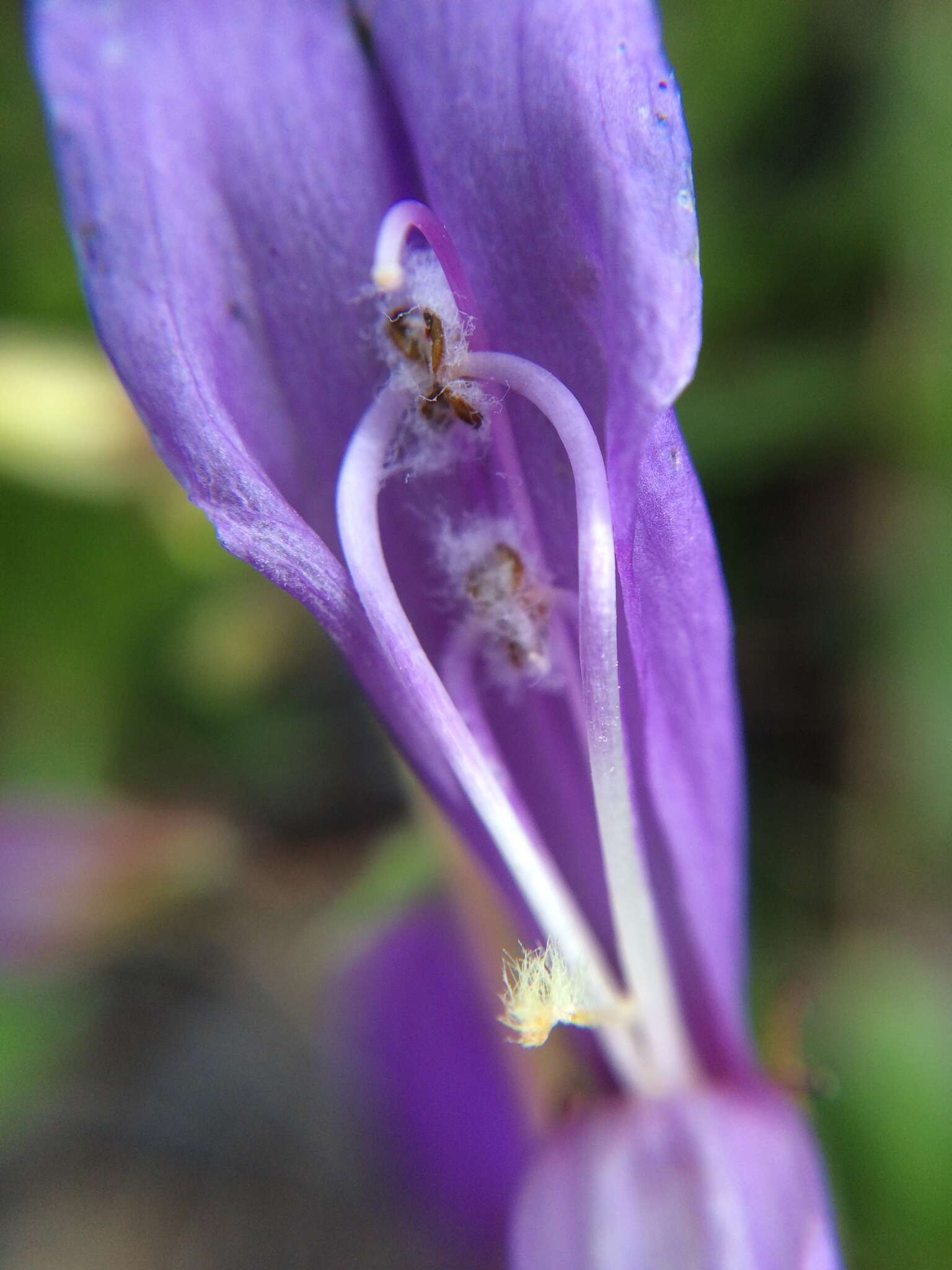 صورة Penstemon cardwellii Howell