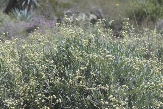 Image of guayule