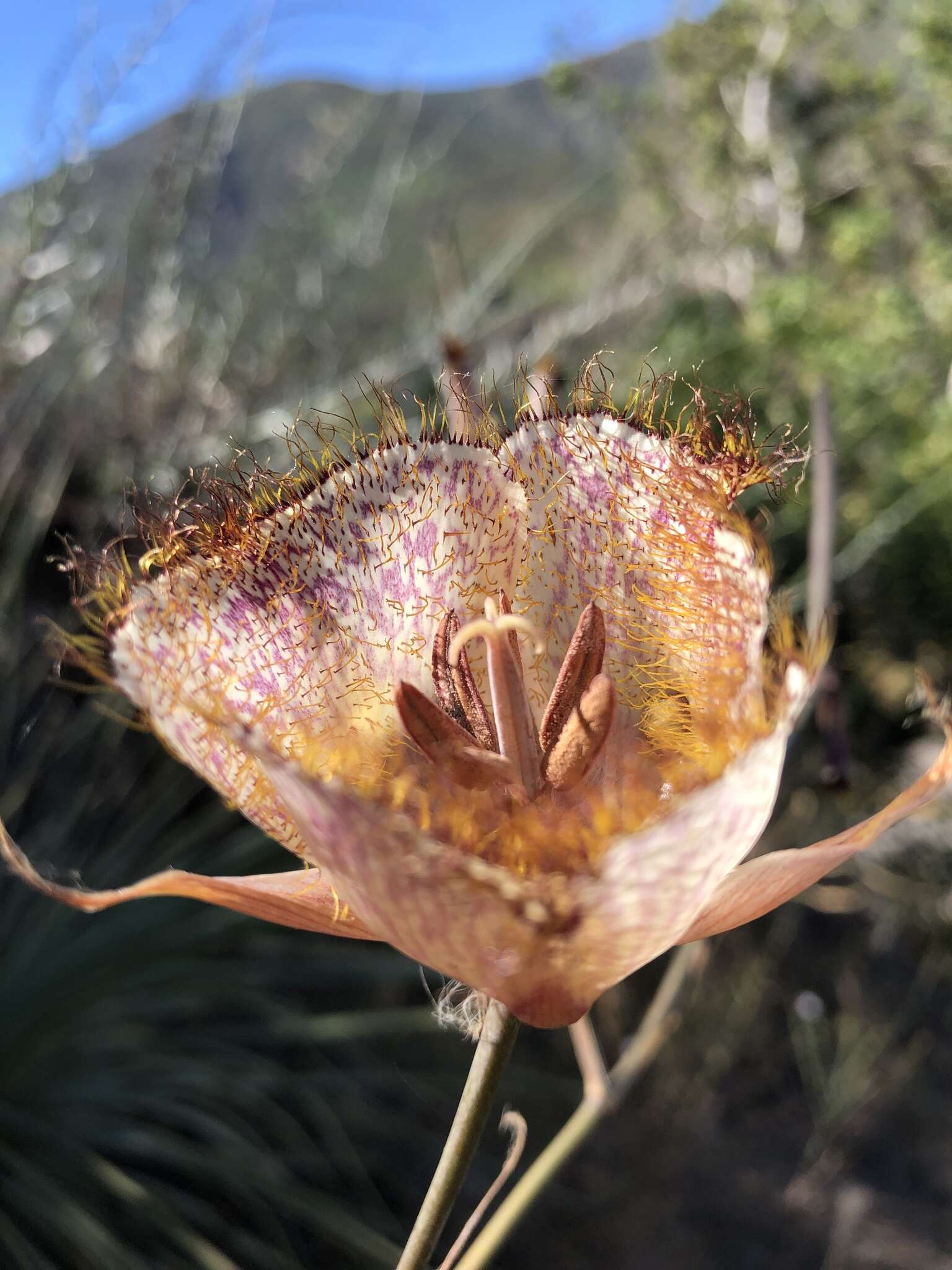 Calochortus fimbriatus H. P. McDonald resmi