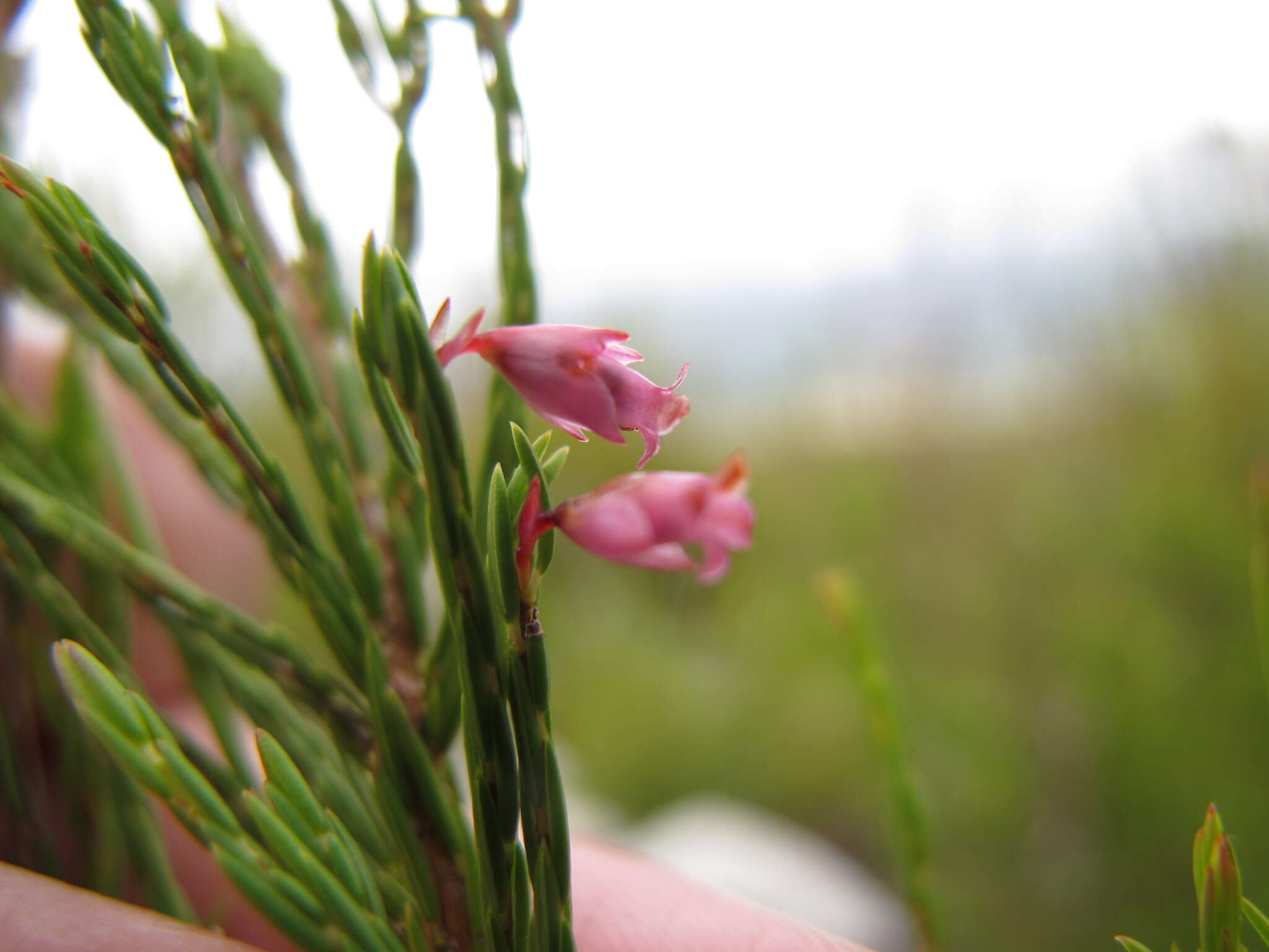 Plancia ëd Erica borboniifolia Salisb.