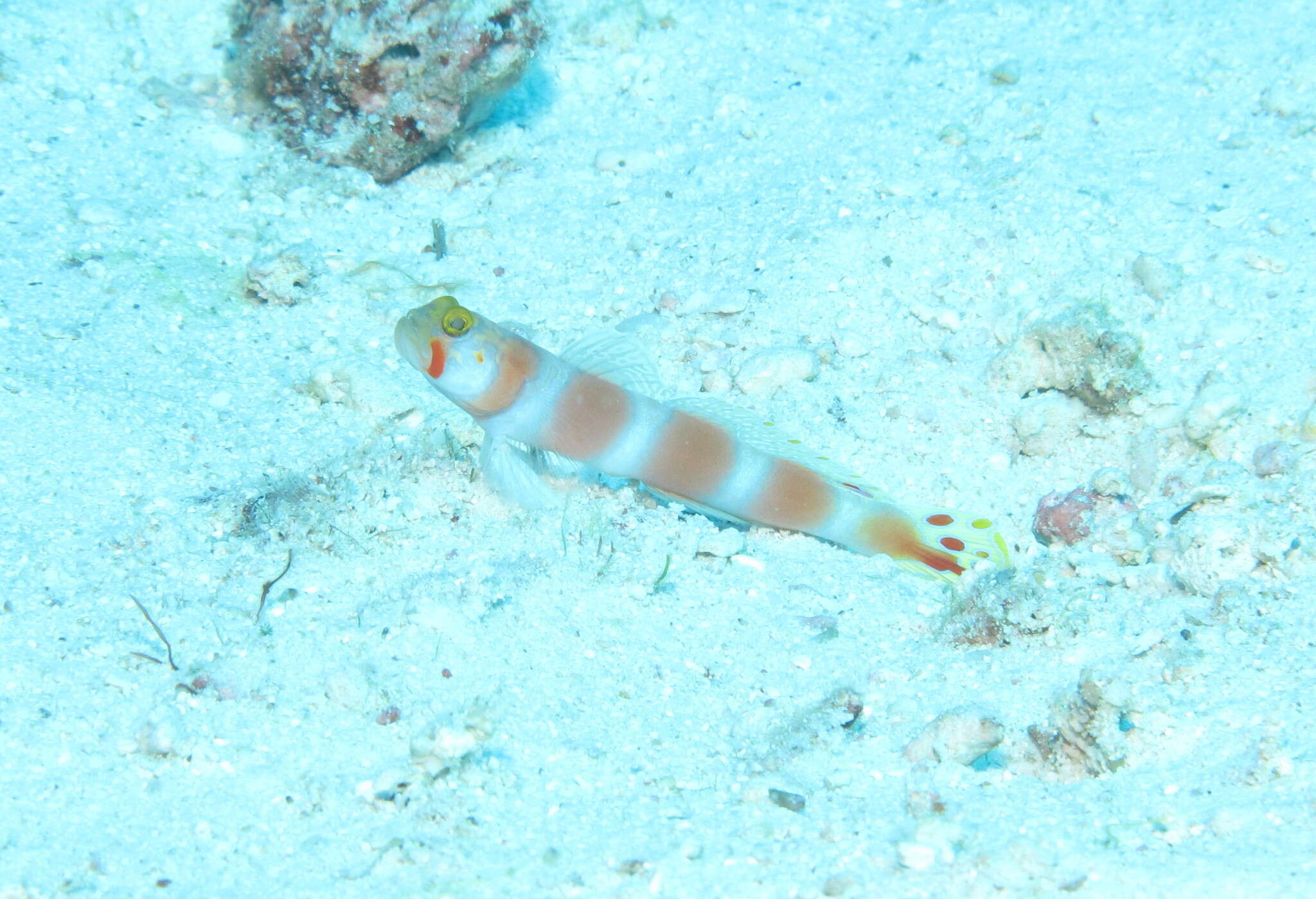 Image of Beautiful prawn-goby