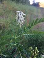 Plancia ëd Astragalus uliginosus L.