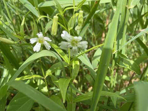 Image of Snowy Catchfly