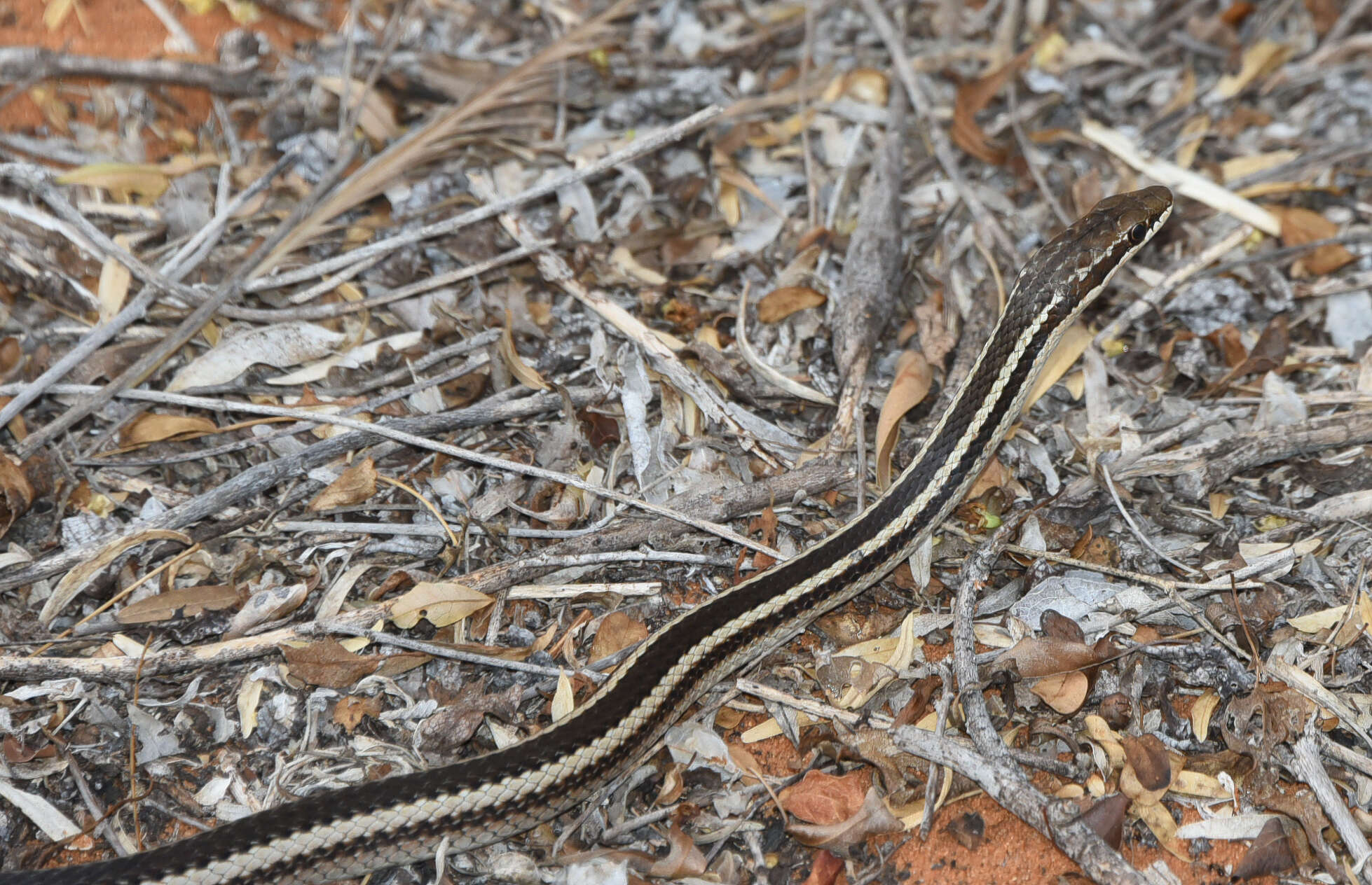 Image of Dromicodryas Boulenger 1893