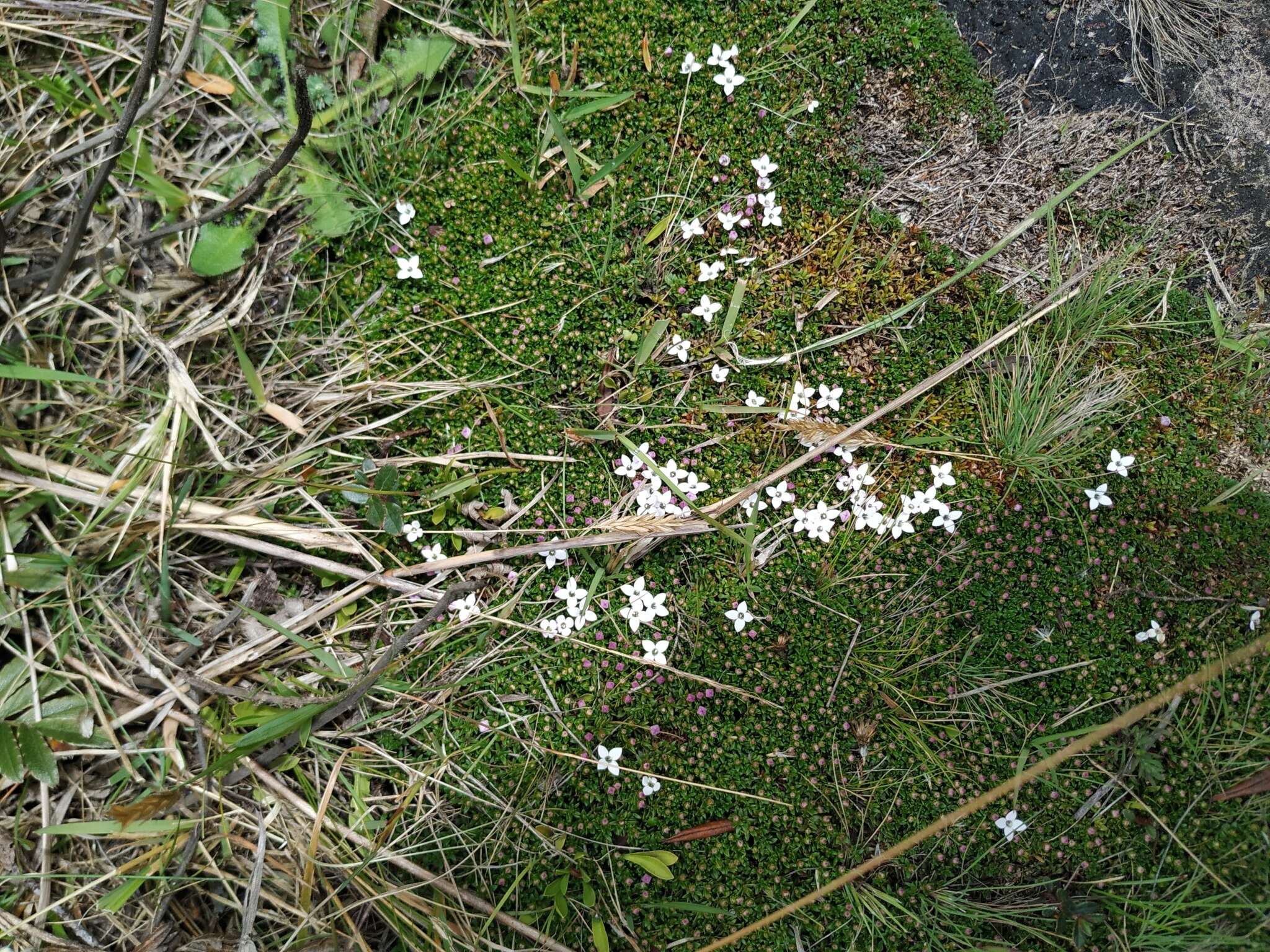 Image of Arcytophyllum muticum (Wedd.) Standl.