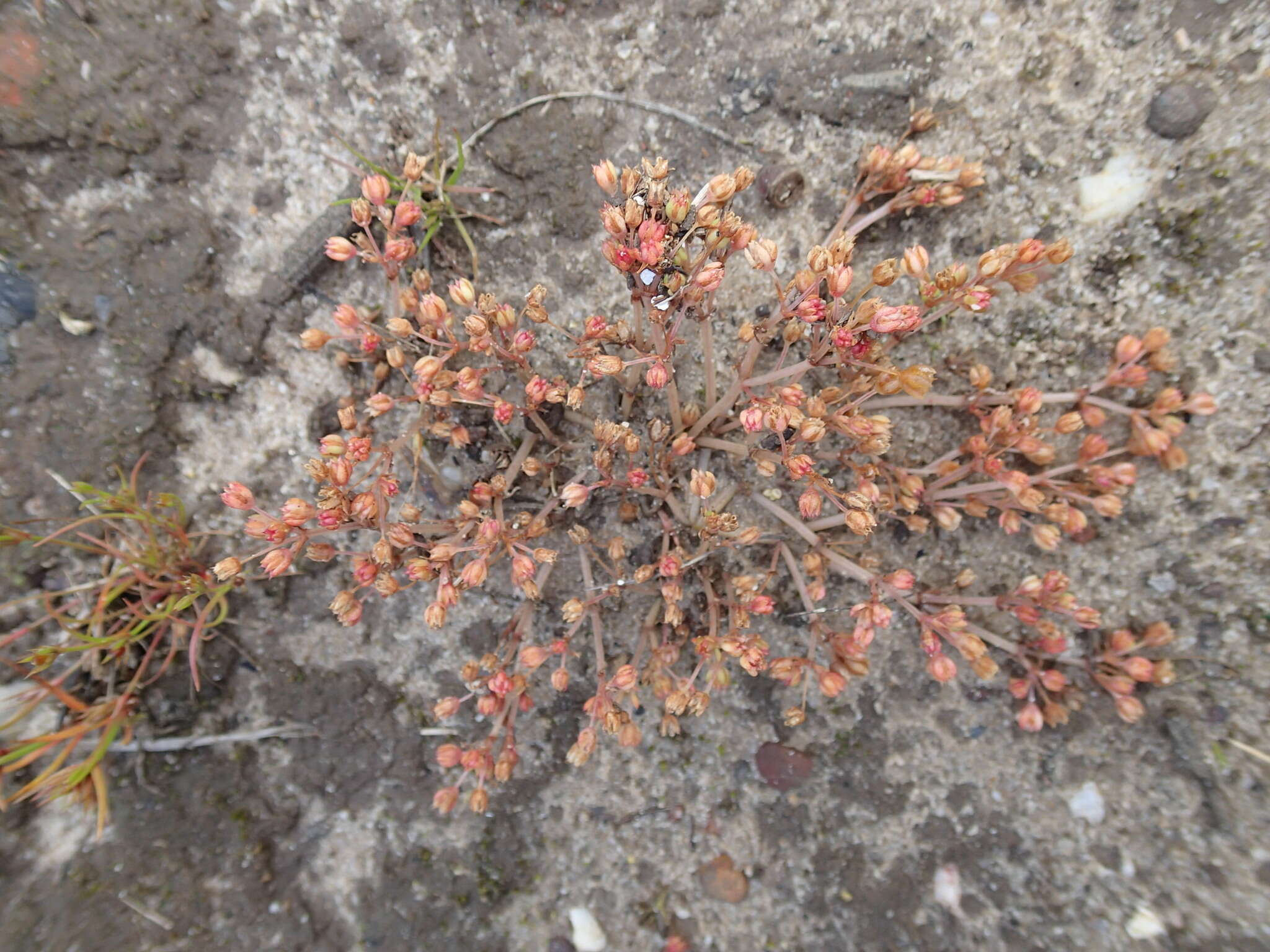 <i>Crassula <i>decumbens</i></i> var. decumbens resmi