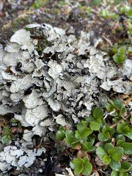 Image of golden asahinea lichen