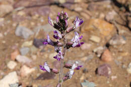 Image of widow's milkvetch