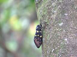 Image of Gaeana maculata (Drury 1773)