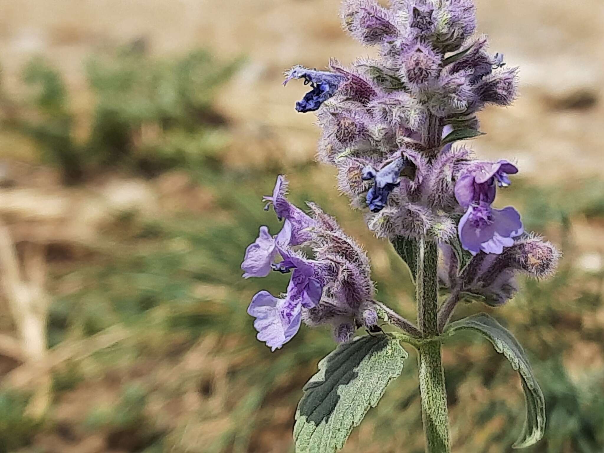 Image of Nepeta cyanea Steven