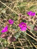 Imagem de Mirabilis glabrifolia (Ortega) I. M. Johnston