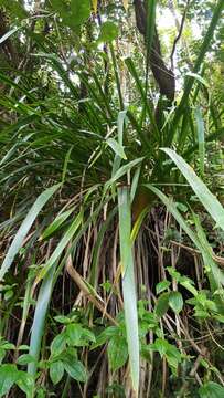 Слика од Machaerina iridifolia (Bory) T. Koyama