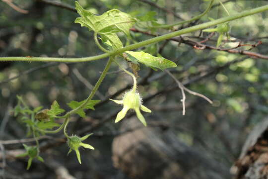 Image of Loasa acerifolia Domb. ex A. Juss.