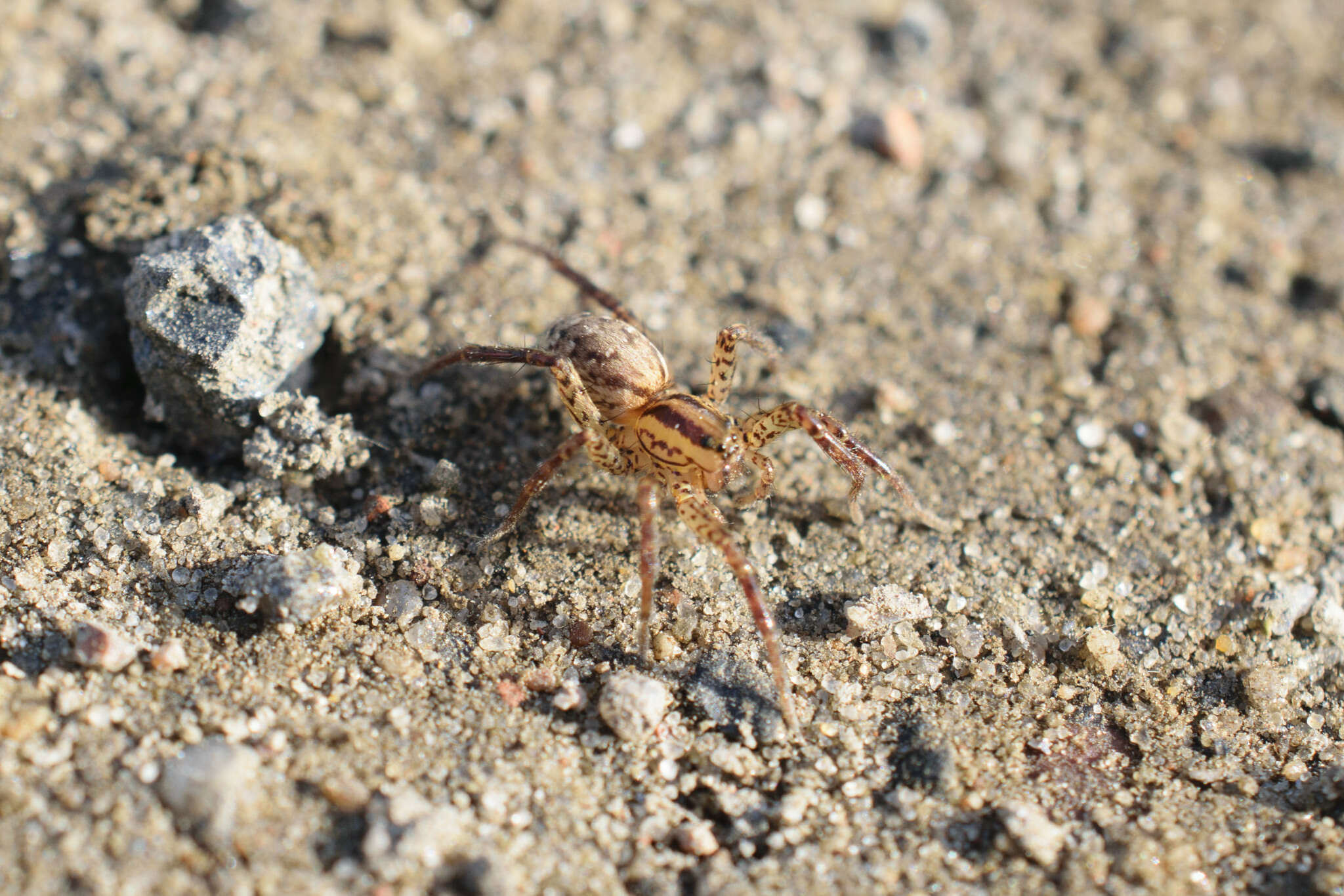 Image of Hygrolycosa rubrofasciata (Ohlert 1865)