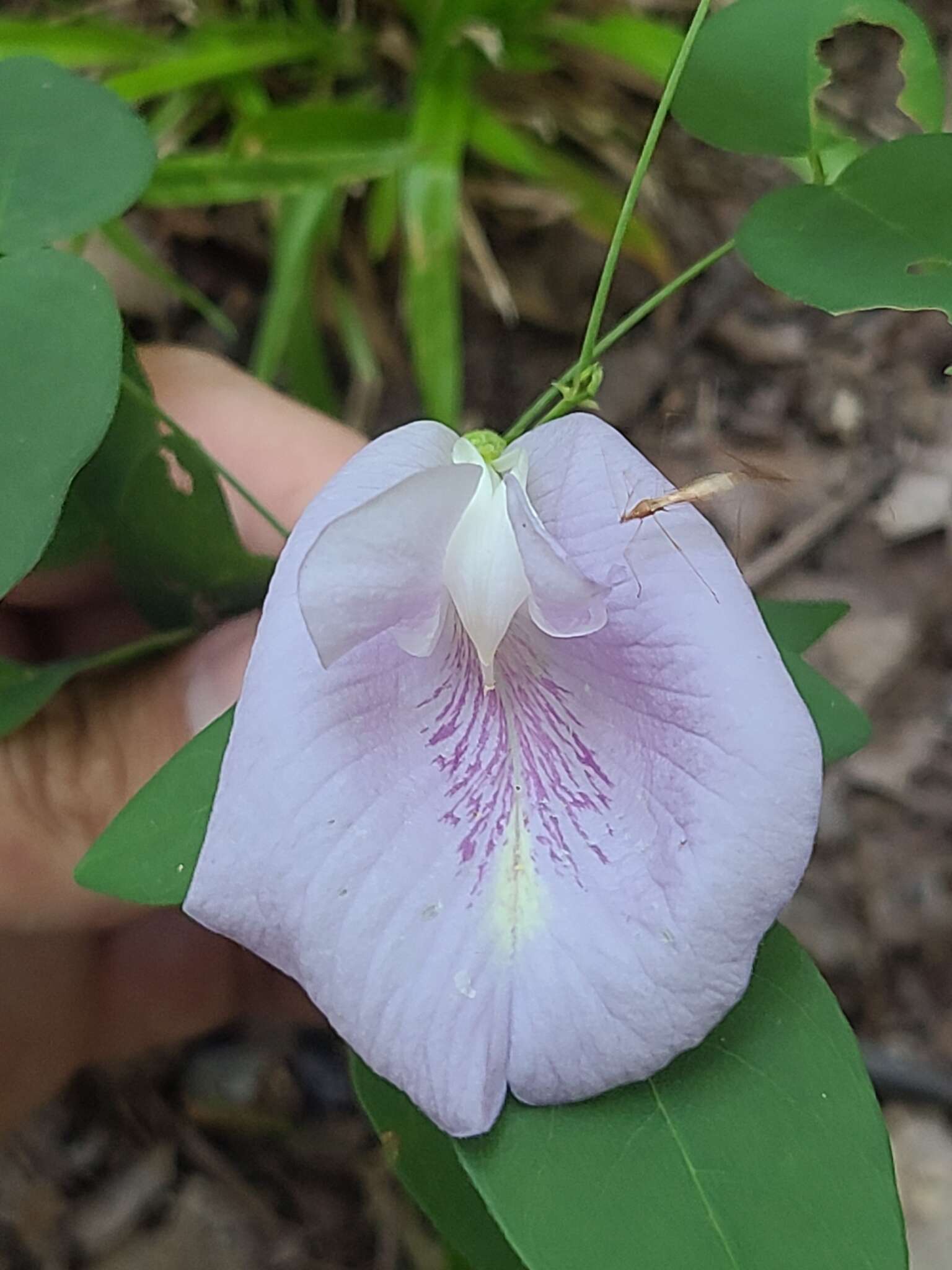 Clitoria mariana var. mariana resmi