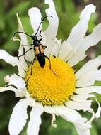 Imagem de Typocerus lunulatus texanus Linsley & Chemsak 1976