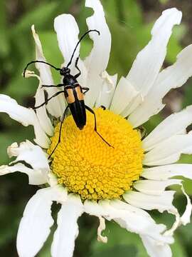 Image of Typocerus lunulatus texanus Linsley & Chemsak 1976