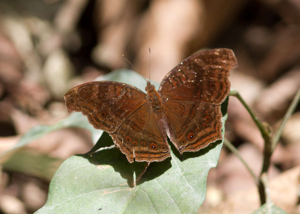 Imagem de Junonia stygia Aurivillius 1894