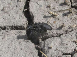 Image of Cicindela (Cicindelidia) nigrocoerulea nigrocoerulea Le Conte 1846