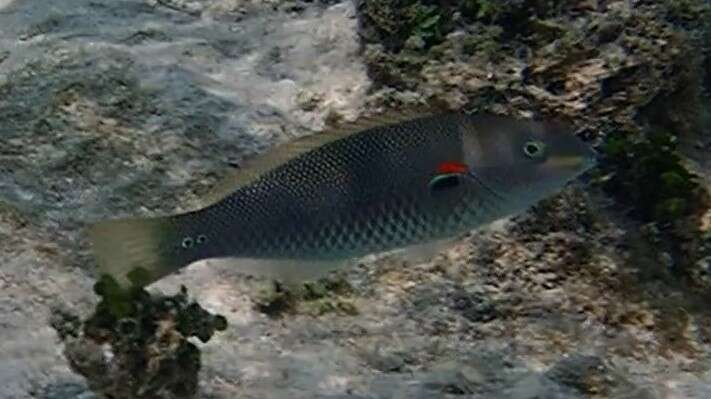 Image of Red-shoulder wrasse