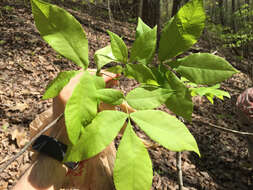 Image of Carya glabra var. glabra