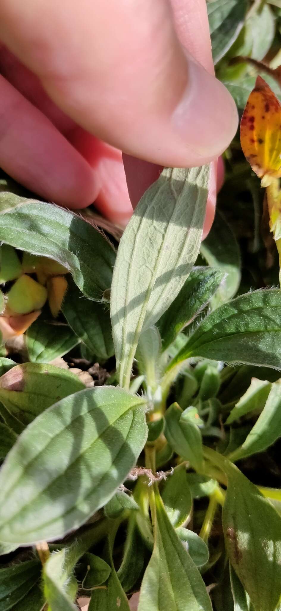 Image of Tuberaria lignosa (Sweet) Samp.